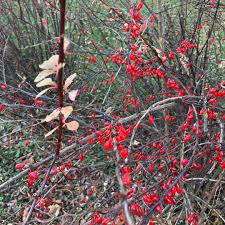 Attēlu rezultāti vaicājumam “Berberis thunbergii fruit”