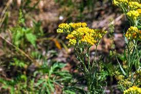 Attēlu rezultāti vaicājumam “Helichrysum arenarium”