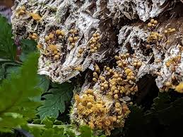 Attēlu rezultāti vaicājumam “Hemitrichia leiotricha stalked”