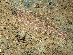 Image result for Limanda limanda