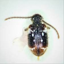 Attēlu rezultāti vaicājumam “Ptinus sp. female”