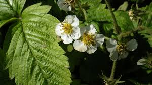 Attēlu rezultāti vaicājumam “Fragaria moschata flower”