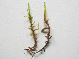 Attēlu rezultāti vaicājumam “Drepanocladus polygamus”