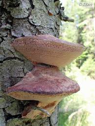 Attēlu rezultāti vaicājumam “Leptoporus mollis”