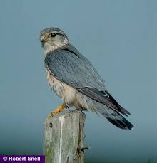 Image result for Falco columbarius