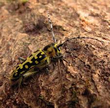 Attēlu rezultāti vaicājumam “Paracorymbia maculicornis imago”