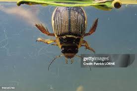 Attēlu rezultāti vaicājumam “Dytiscus marginalis”