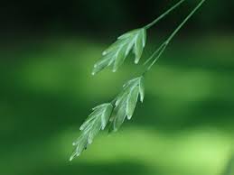 Attēlu rezultāti vaicājumam “Poa nemoralis leaf”