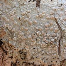 Attēlu rezultāti vaicājumam “Lecanora albella”