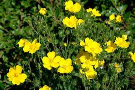 Attēlu rezultāti vaicājumam “Potentilla”