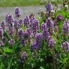 Attēlu rezultāti vaicājumam “Thymus pulegioides flower”