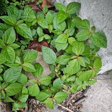 Attēlu rezultāti vaicājumam “Mercurialis perennis leaf”