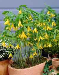 Attēlu rezultāti vaicājumam “Uvularia grandiflora”