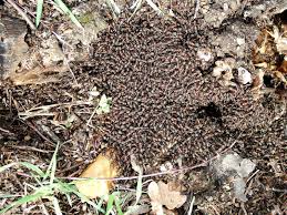 Attēlu rezultāti vaicājumam “Formica rufa pupa”