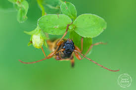 Attēlu rezultāti vaicājumam “Necydalis major”