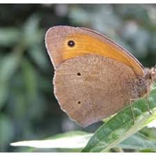 Attēlu rezultāti vaicājumam “Maniola jurtina male”