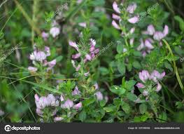 Attēlu rezultāti vaicājumam “Ononis arvensis”