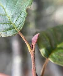 Attēlu rezultāti vaicājumam “Frangula alnus bud”