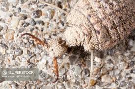 Attēlu rezultāti vaicājumam “Myrmeleontidae larva”