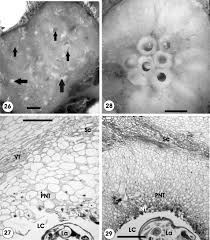 Attēlu rezultāti vaicājumam “Aulacidea hieracii”