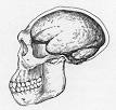 Java Man - Wikipedia, the free encyclopedia