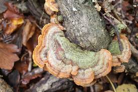 Attēlu rezultāti vaicājumam “Stereum hirsutum”