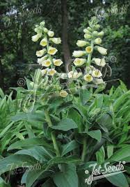 Image result for Digitalis grandiflora