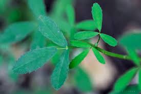 Attēlu rezultāti vaicājumam “Melilotus officinalis leaf”