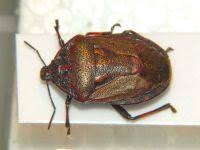 Attēlu rezultāti vaicājumam “Jalla dumosa”