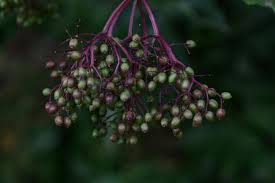 Attēlu rezultāti vaicājumam “Caragana arborescens fruit”