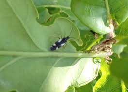 Attēlu rezultāti vaicājumam “Dryophilocoris flavoquadrimaculatus imago”