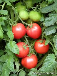 Afbeeldingsresultaat voor caro rich tomato