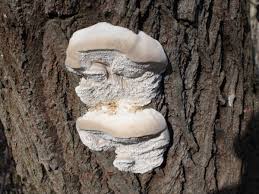 Attēlu rezultāti vaicājumam “Aurantiporus fissilis”