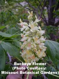 Attēlu rezultāti vaicājumam “Aesculus x hybrida flower”