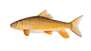 Image result for Moxostoma macrolepidotum