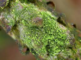 Attēlu rezultāti vaicājumam “Fellhanera subtilis”