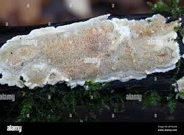 Attēlu rezultāti vaicājumam “Junghuhnia nitida”