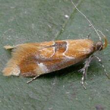 Attēlu rezultāti vaicājumam “Epicallima formosella”