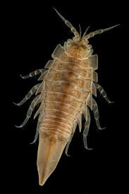 Attēlu rezultāti vaicājumam “Saduria entomon”