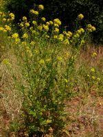 Attēlu rezultāti vaicājumam “Sisymbrium loeselii leaf”