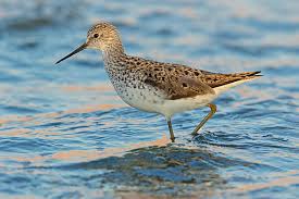 Attēlu rezultāti vaicājumam “Tringa stagnatilis”