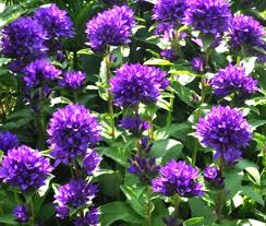 Attēlu rezultāti vaicājumam “Campanula glomerata flower”