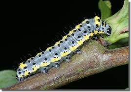 Attēlu rezultāti vaicājumam “Diloba caeruleocephala larva”