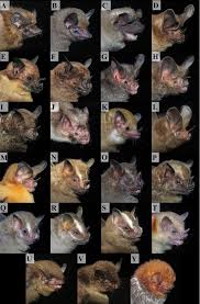 Attēlu rezultāti vaicājumam “Chiroptera”