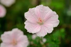 Attēlu rezultāti vaicājumam “Geranium sanguineum flower”