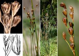 Attēlu rezultāti vaicājumam “Juncus compressus fruit”