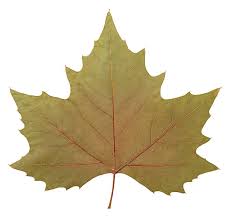 Attēlu rezultāti vaicājumam “Platanus x hispanica (syn. Platanus x acerifolia) leaf”