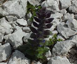 Attēlu rezultāti vaicājumam “Ajuga pyramidalis leaf”