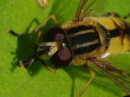 Attēlu rezultāti vaicājumam “Helophilus sp.”