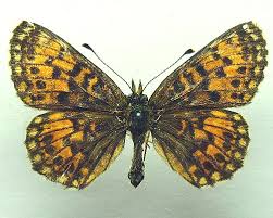 Attēlu rezultāti vaicājumam “Clossiana selene”